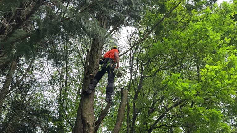 Best Storm Damage Tree Cleanup  in Dalworthington Gardens, TX
