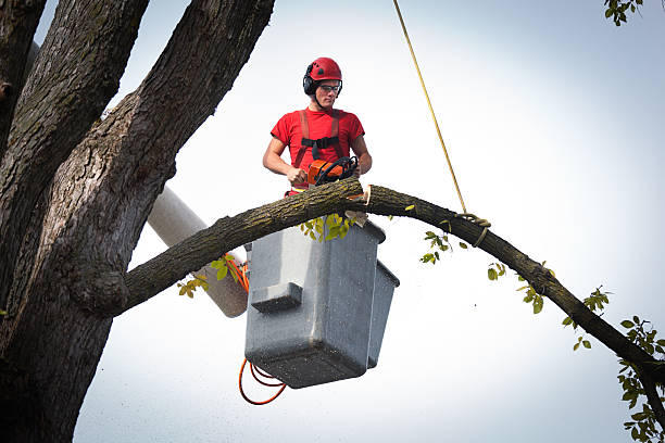 How Our Tree Care Process Works  in  Dalworthington Gardens, TX